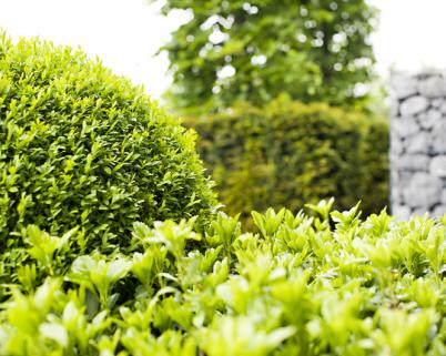 Tuinonderhoud Bergen - Buisman Hovenier