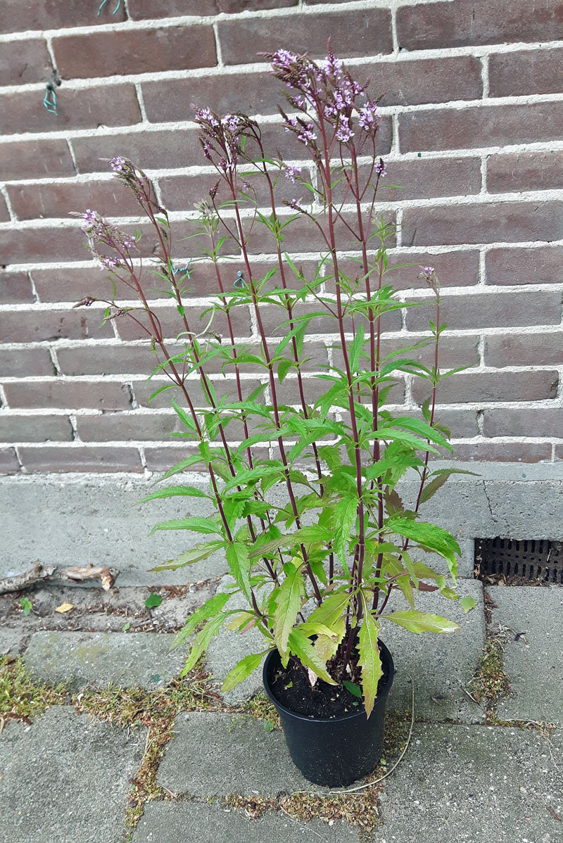 Verbena Hastata