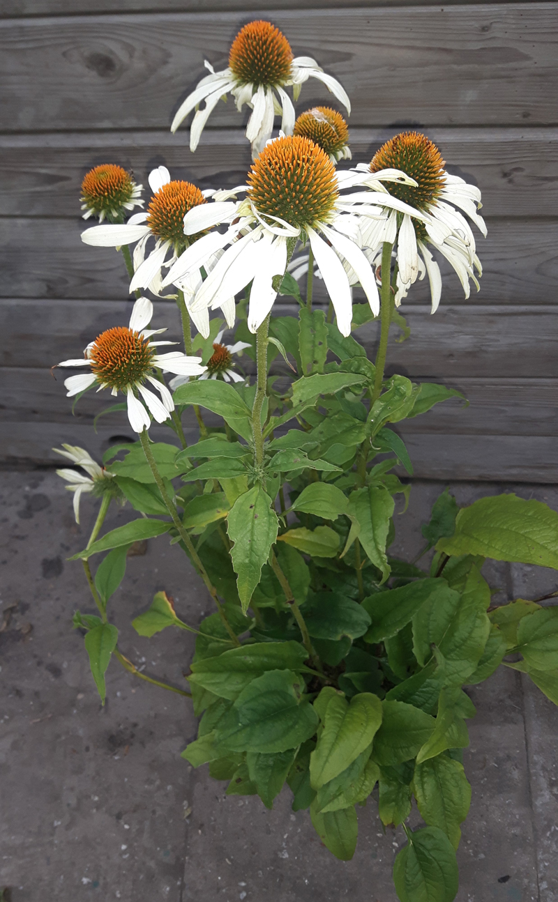 Kwekerij Buisman Hensbroek: Echinacea purpurea 'White Swan'