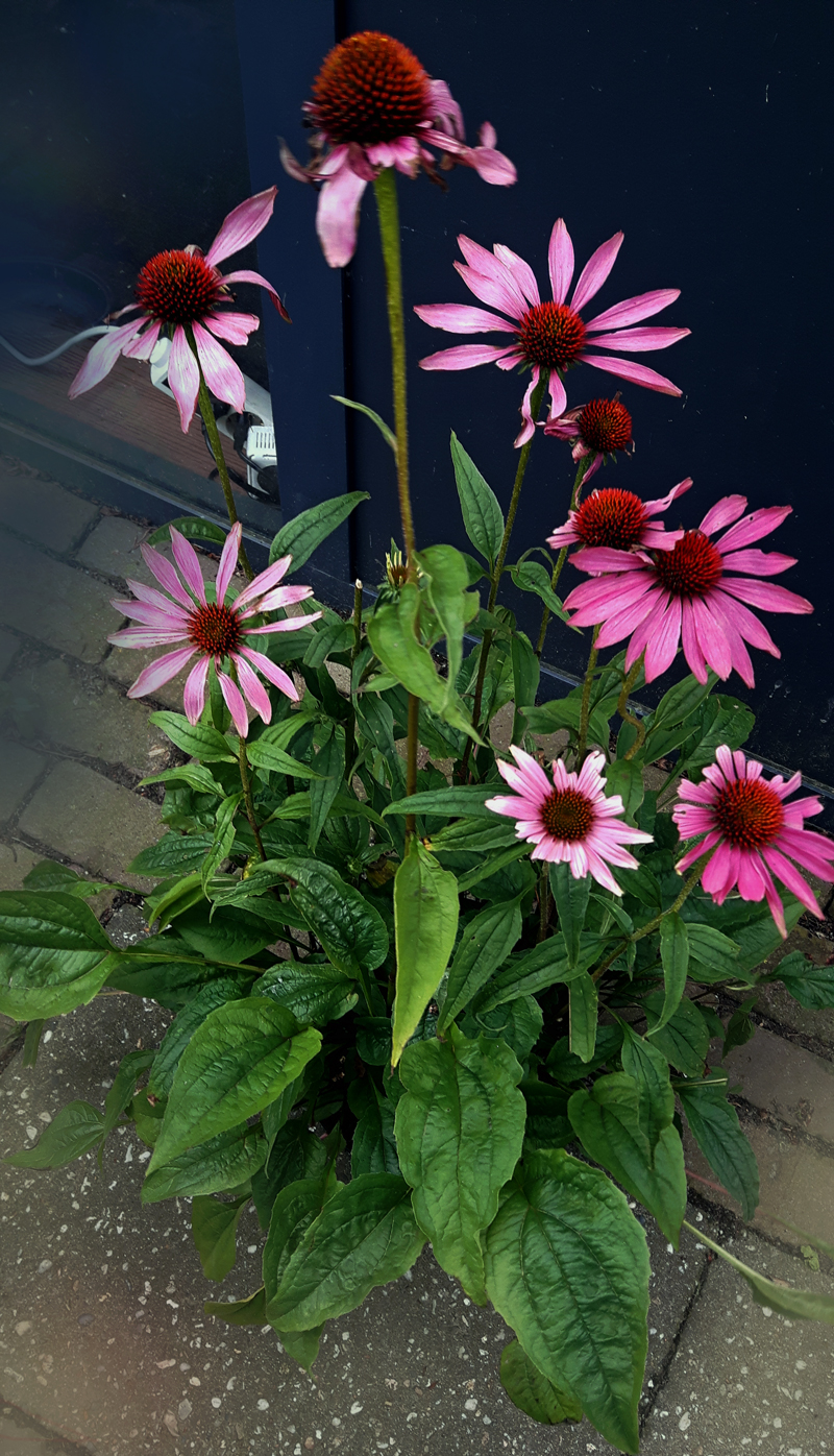 Kwekerij Buisman Hensbroek: Echinacea purpurea