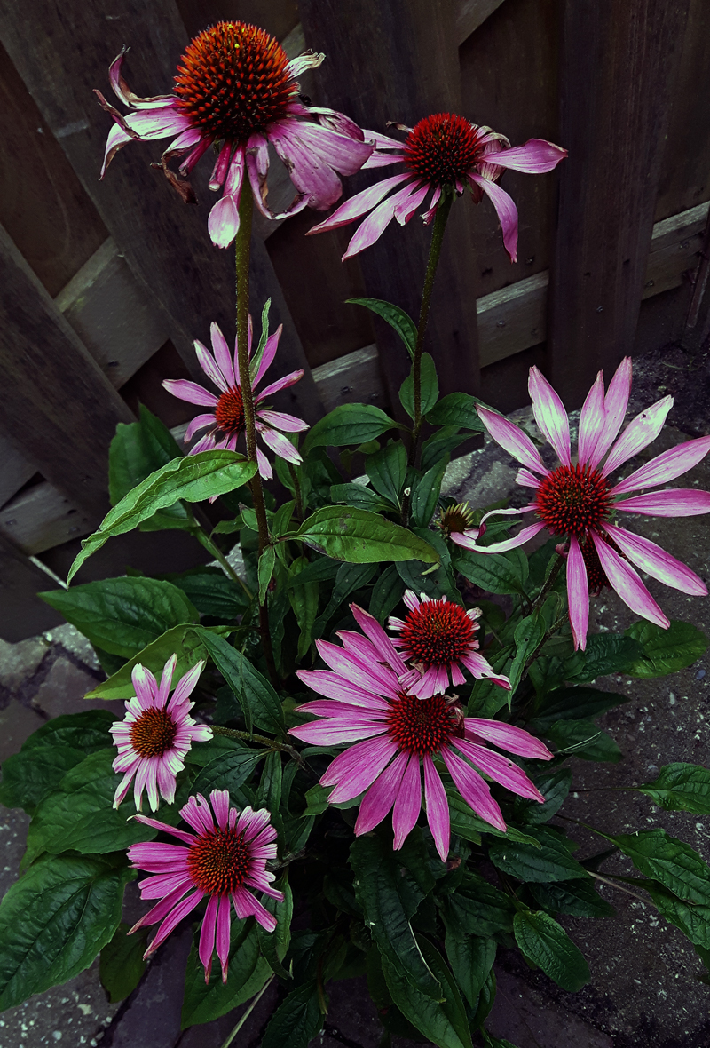 Kwekerij Buisman: Echinacea purpurea