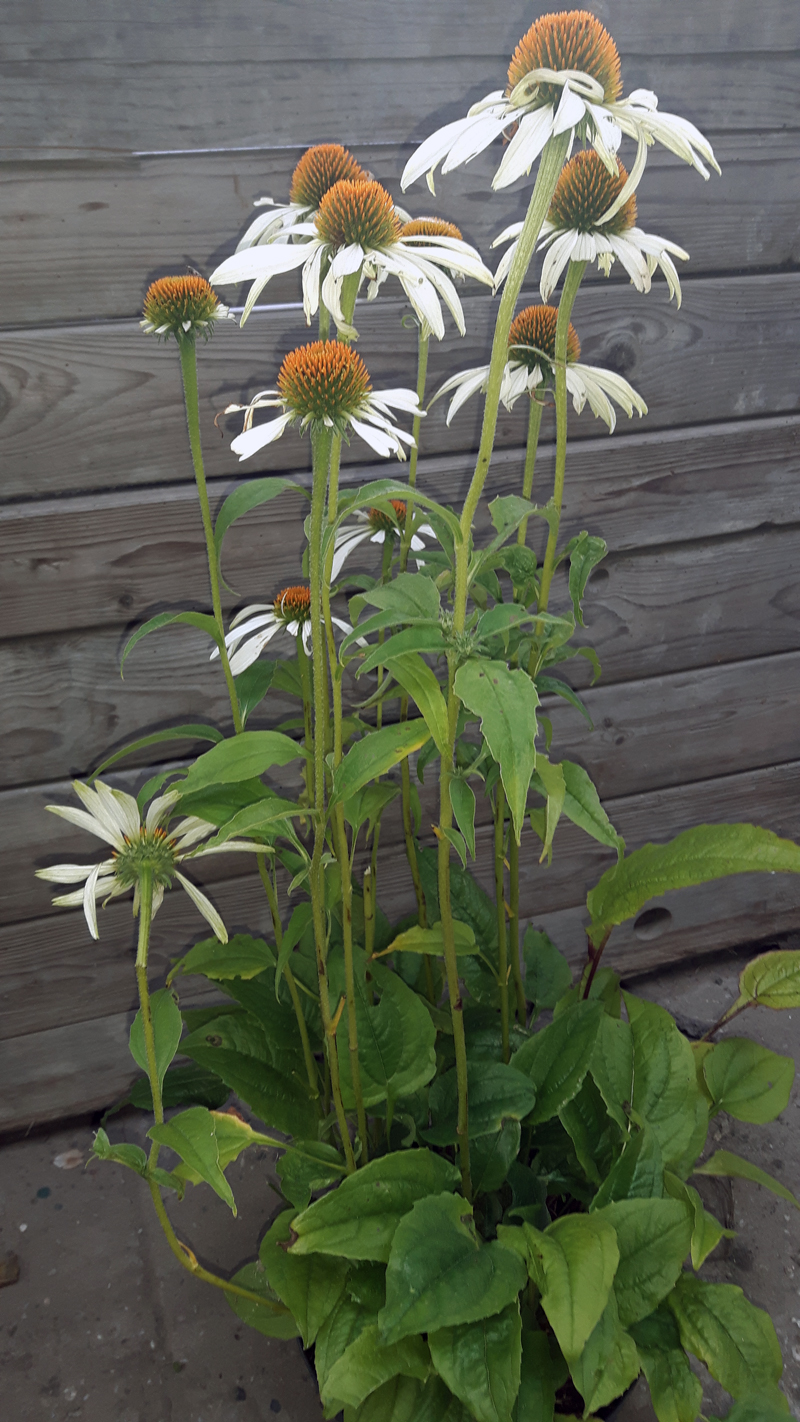 Kwekerij Buisman: Echinacea purpurea 'White Swan'